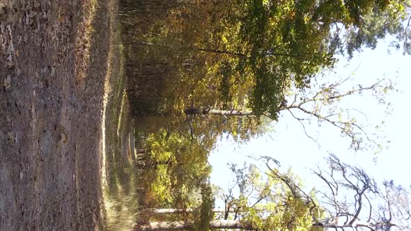 Vertical Video of an Autumn Forest During the Day in Ukraine