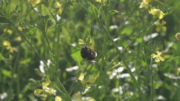 Bumblebee Flowers Pollination in Spring