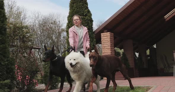 three beautiful big dogs dobermans and a samoyed sit near the house with a girl then go forward