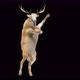 39 Deer Dancing 4K - VideoHive Item for Sale