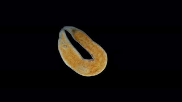 Nemertea Worm Under the Microscope, Supertype Spiralia, Vast Majority of Predators, Also Scavengers