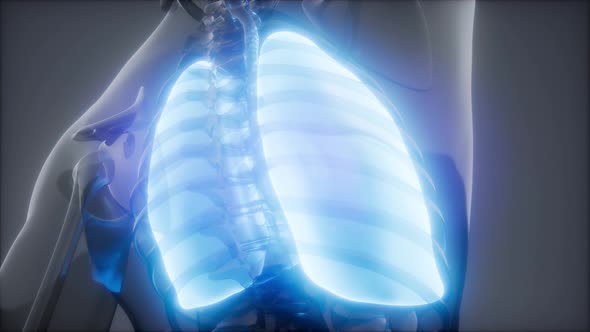 Human Lungs Radiology Exam alt