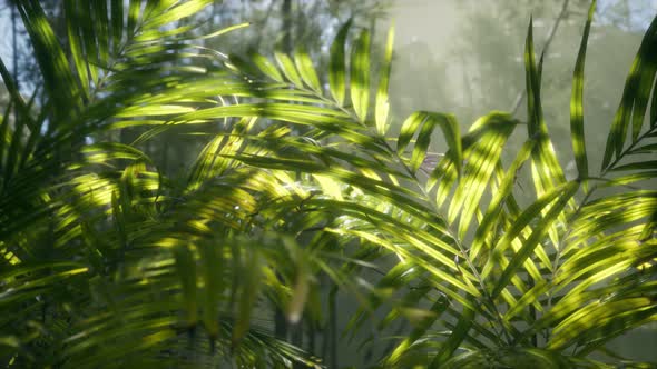 Bright Light Shining Through the Humid Misty Fog and Jungle Leaves alt