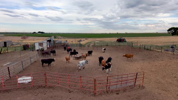 Short slow dolly on active bulls in a pen.