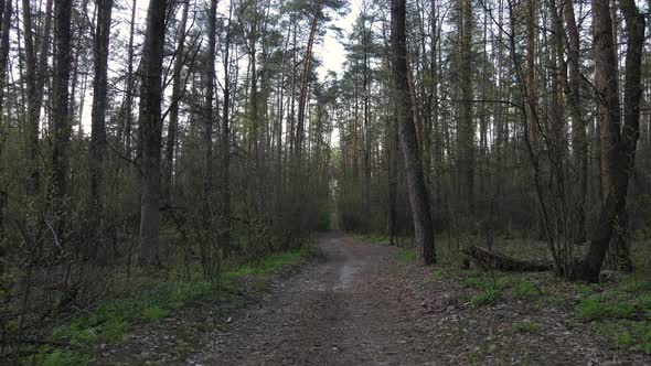 Road in the Forest During the Day Slow Motion