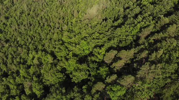 Aerial top view of summer green trees in forest background, Caucasus, Russia.