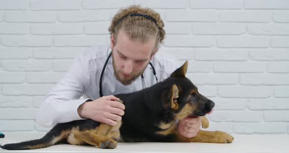 Vet Doctor Examining Health Condition of Little Puppy