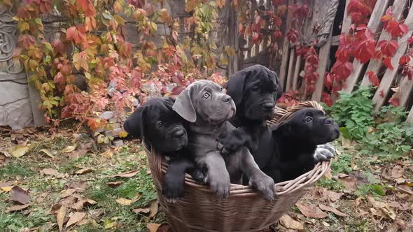 Four cute puppies Cane Corso