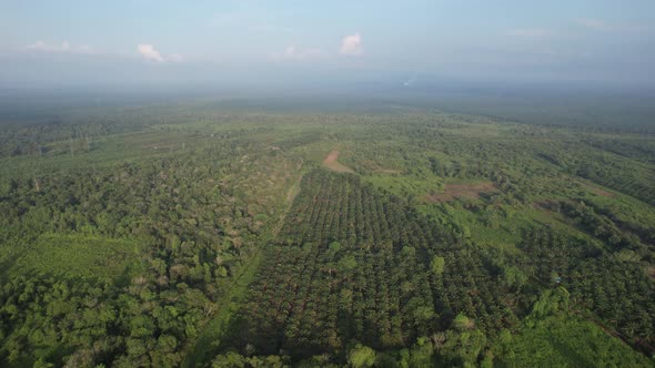 Aerial View of The Palm Oil Estates