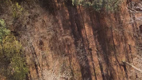 Vertical Video of a Forest Landscape on an Autumn Day in Ukraine