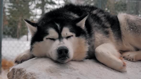 A Sleepy Husky in the Kennel Enjoying Snowy Weather