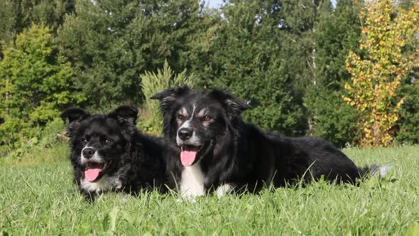 Two dogs lying on grass