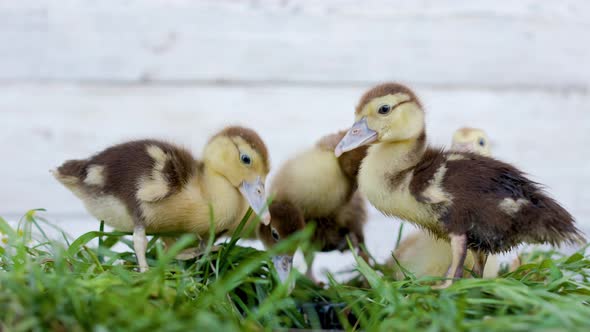 Little Ducklings In Green Grass On Sunny Day