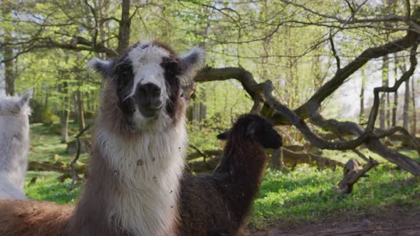 Happy Llama is curious. Shot on RED 120FPS UHD 4K, uploaded in 16-bit ProRes 444.