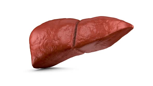 The Human Liver alt