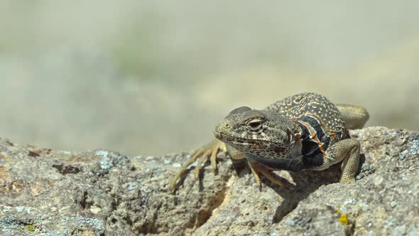Great Basin Collared Lizard basking in the sun