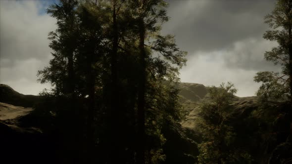 Fog and Pine Trees on Rugged Mountainside and Coming Storm