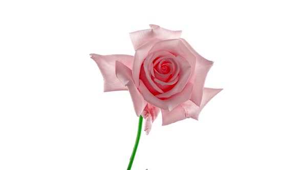 Beautiful Opening Pink Rose on White Background