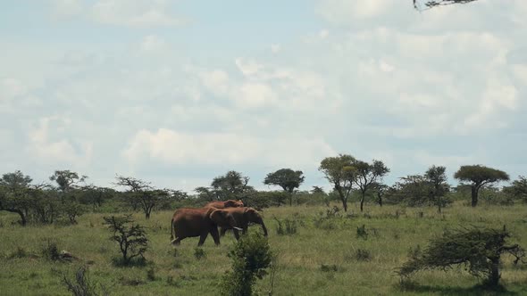 Landscape view of elephants walking and eating in the Kenyan bush, Africa, on a sunny day