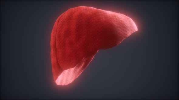 Loop 3d Rendered Medically Accurate Animation of the Human Liver