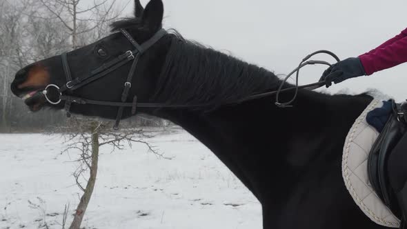 Closeup Head of a Horse Galloping on a Winter Snowcovered Ranch