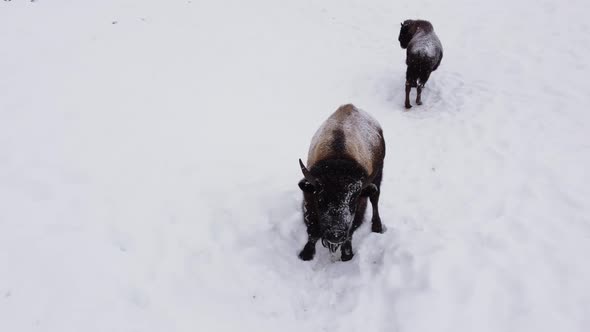 bison closeup winter storm rotating aerial