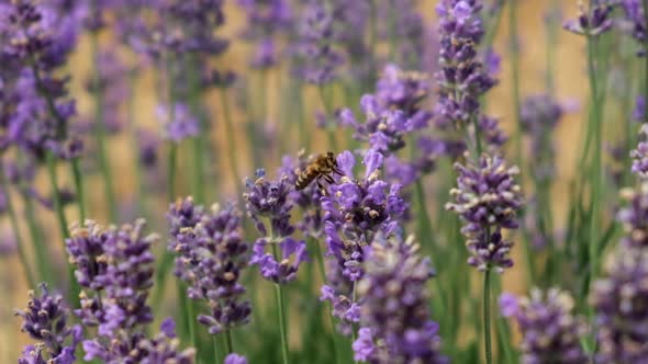 Honey bee pollinates a lavender flower on a field. Slow motion. Close up.