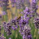 Honey bee pollinates a lavender flower on a field. Slow motion. Close up. - VideoHive Item for Sale