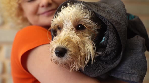 Closeup of Smiling Young Woman Holding Washed Up Shivering Curly Labradoodle Dog Wrapped in Towel
