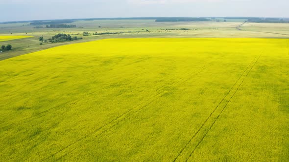 Blooming Rapeseed Field on a Sunny Day.