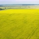 Blooming Rapeseed Field on a Sunny Day. - VideoHive Item for Sale