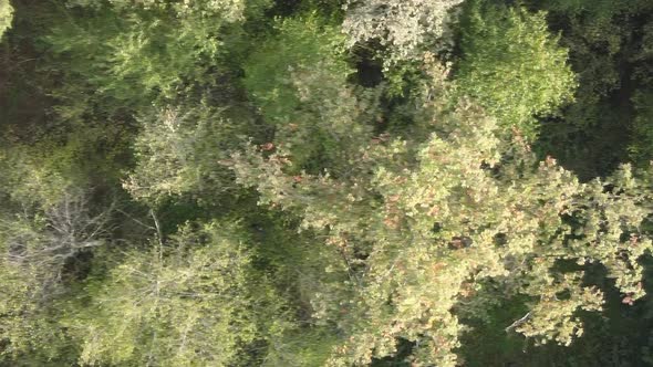 Vertical Video of a Green Forest on a Summer Day