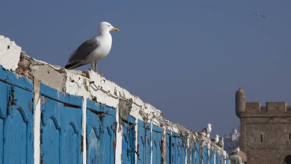 Fishing Lockers in the Port of Essaouira, Morocco