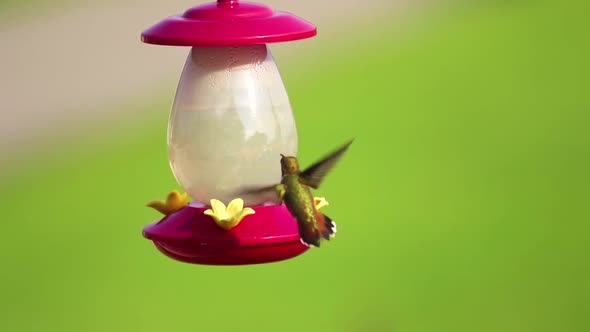 A rufous hummingbird hovers to drink from a sugar-water feeder