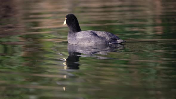 White-winged coot swimming on lake while searching for food, then diving into water