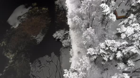 Aerial: Flying Along the Coastline Over Snow-covered Trees with White Branches After a Snowstorm