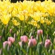 Blooming Yellow Tulips - VideoHive Item for Sale