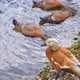 Ruddy shelduck are swimming in the pond. Orange ducks near the shore - VideoHive Item for Sale