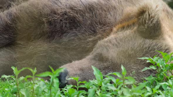 Rehabilitation Center for Brown Bears