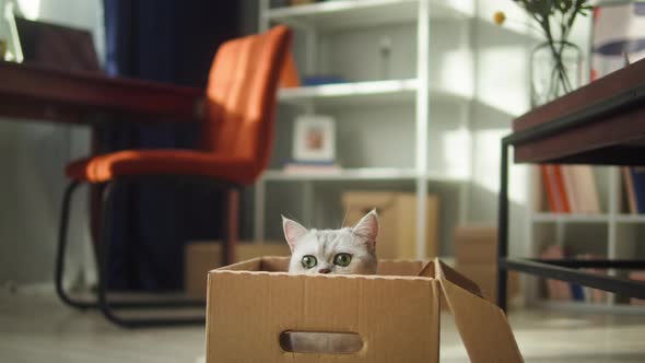 Cat Sitting in Cardboard Box in Living Room