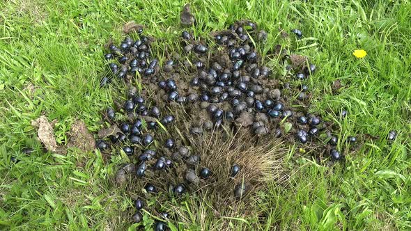 Crowded Dung Beetles Colony