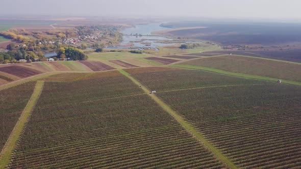 Flight Over Fruit Trees