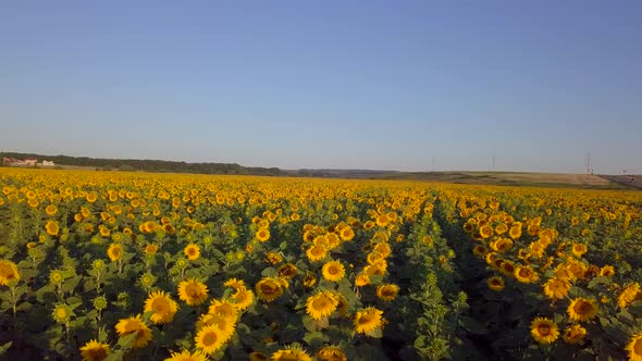 Beautiful Sunflower Against Blue Sky. Summer Farming Field with Sunflowers in Sunny Day. Field of