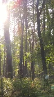 Vertical Video Autumn Forest with Trees By Day