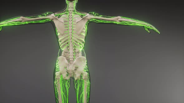 Blood Vessels of Human Body alt