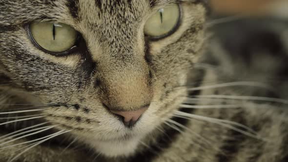 Tabby cat portrait macro shot of face