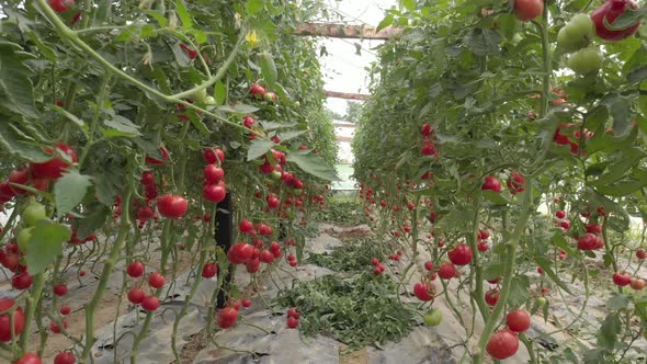 Rows of Tomatoes Growing in Greenhouse