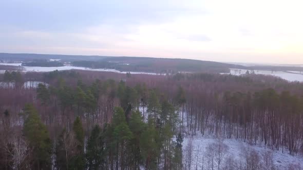 Forest in Winter at Sunny Sunset