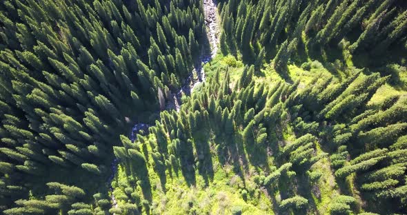 View of the Forest and Gorge From Above