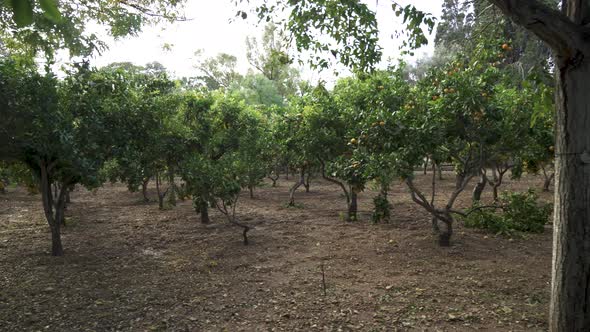 Garden with Small Orange Trees Growing in San Anton Gardens in Lija